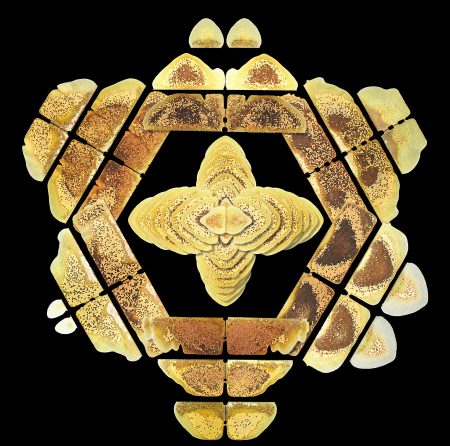 Double-Sided Genius: Why Bees Organize Their Nests Symmetrically