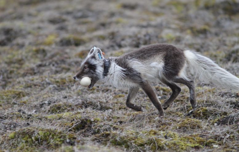 Arctic Fox nešioja palydovinį GPS antkaklį