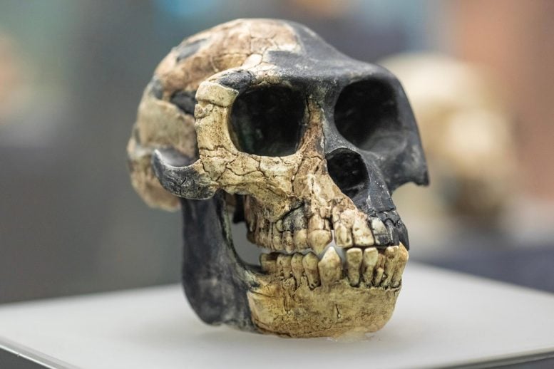 Ardipithecus ramidus Skull Australopithecina Human Ancestor