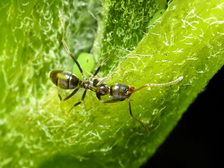 Argentine Ant (Linepithema humile)
