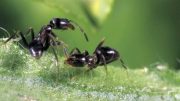 Argentine Ant Workers
