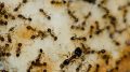 Argentine Ants Feeding on Food Scraps