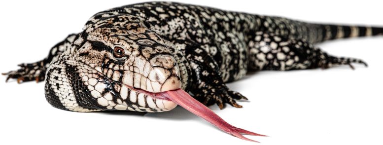 Argentine Black and White Tegu