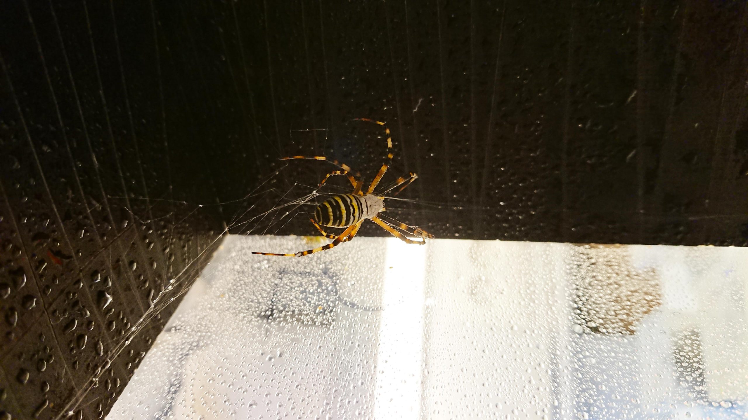 Argiope-bruennichi-Spider-scaled.jpg
