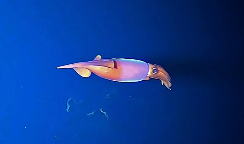 Armhook Squid Fish Cam