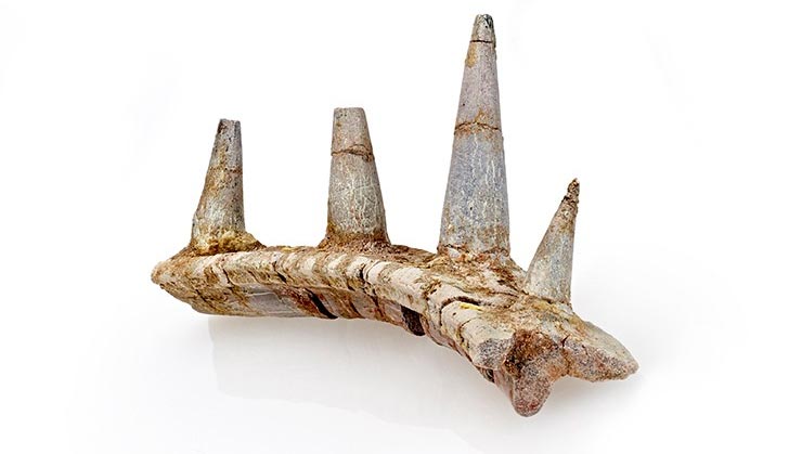 Armored Ankylosaur Rib Bone