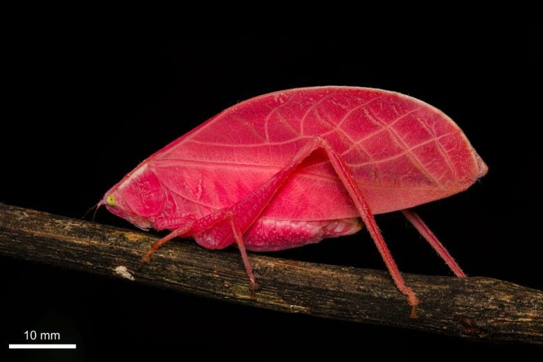 This Bizarre Insect Turns Pink to Green in Just 11 Days