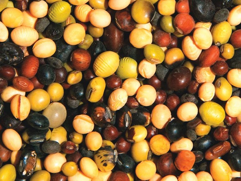 Array of Soybeans