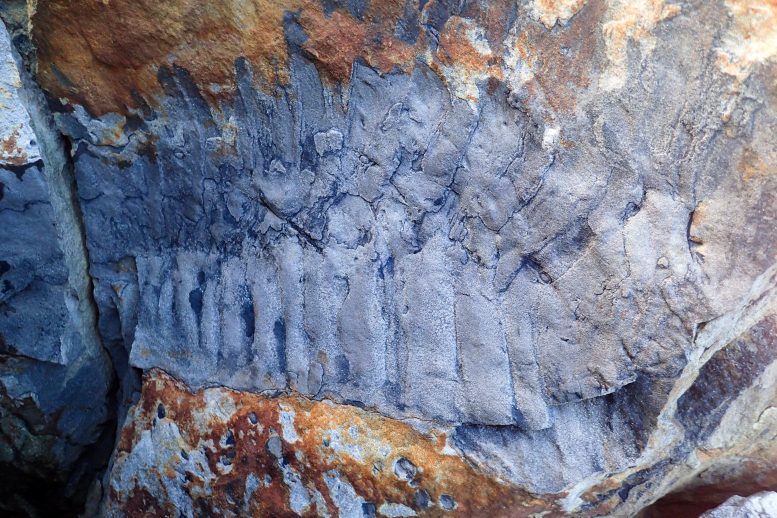 Arthropleura Fossil