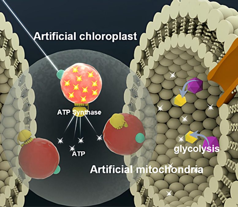 Artificial Chloroplasts and Mitochondria