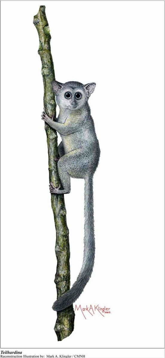 Studi baru menghancurkan mitos lama tentang asal usul primata 1 Ilustrasi artistik Teilhardina