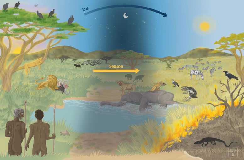 Artistic Reconstruction of Scavenger Interactions