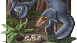 Artist’s Impression of Two Troodons With a Common Nest