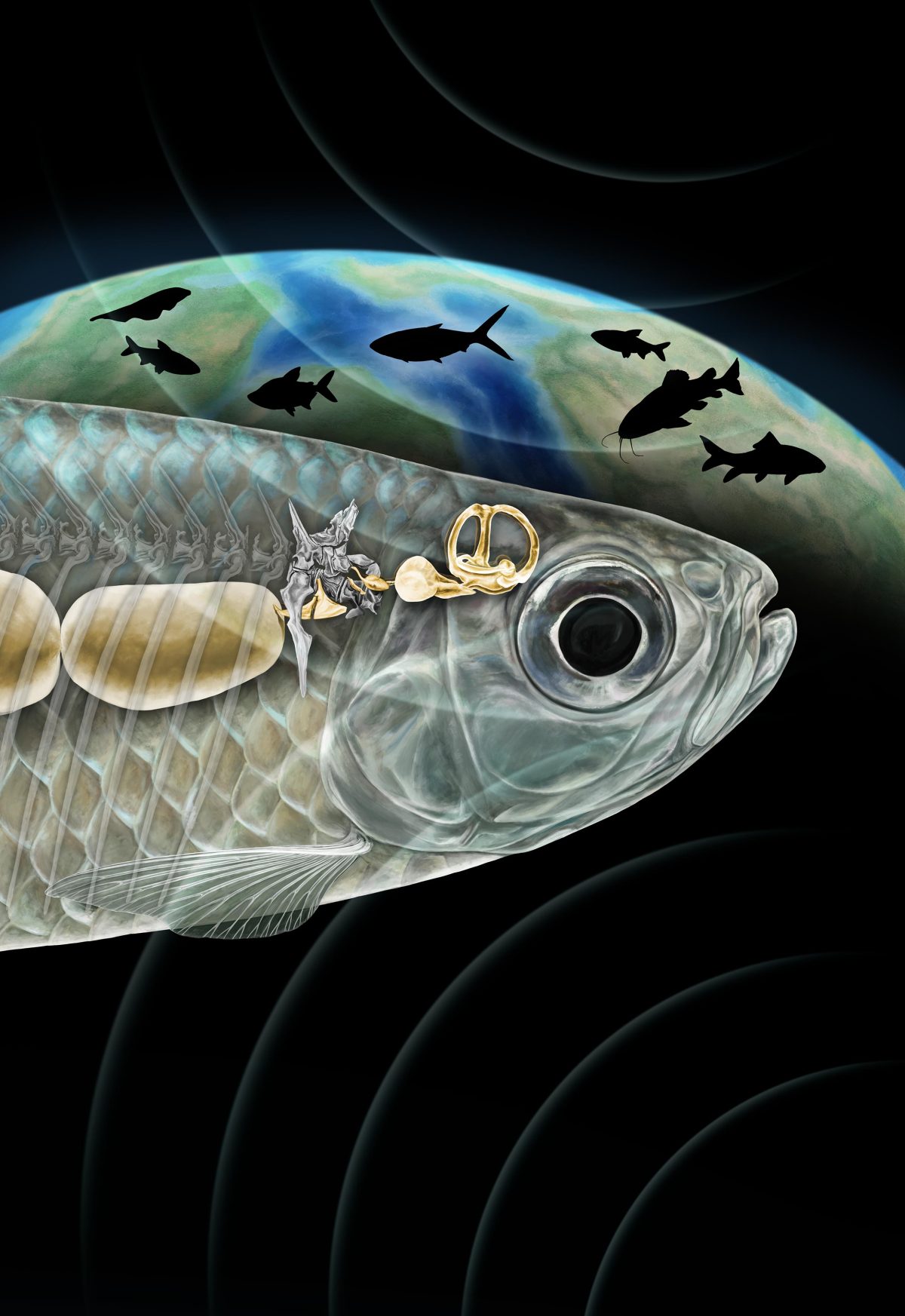 Unusual Fossil Discovery Rewrites the History of Freshwater Fish
