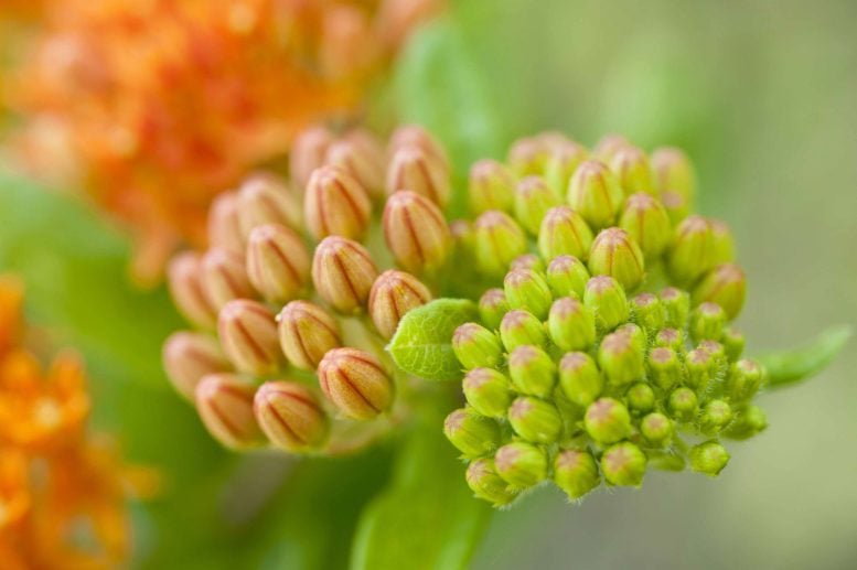 Asclepius Humistrata Sprouting