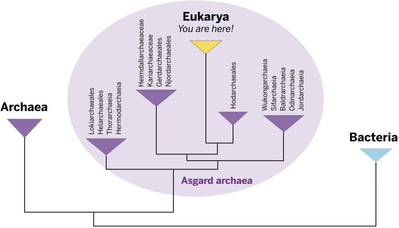 Asgard Archaea Tree Simple