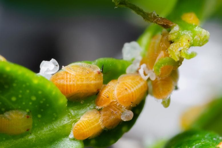 Asian Citrus Psyllid Nymphs on Lemon Plant Leaf Petiole