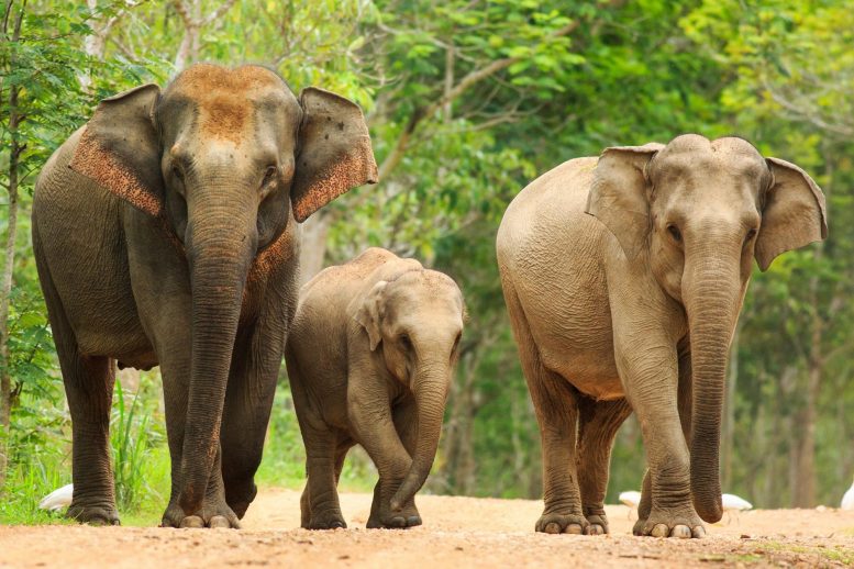 Azijos dramblių šeima
