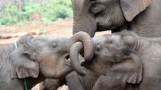 Asian Elephant Siblings Family