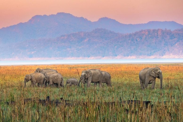 Asian Elephants Beautiful Landscape