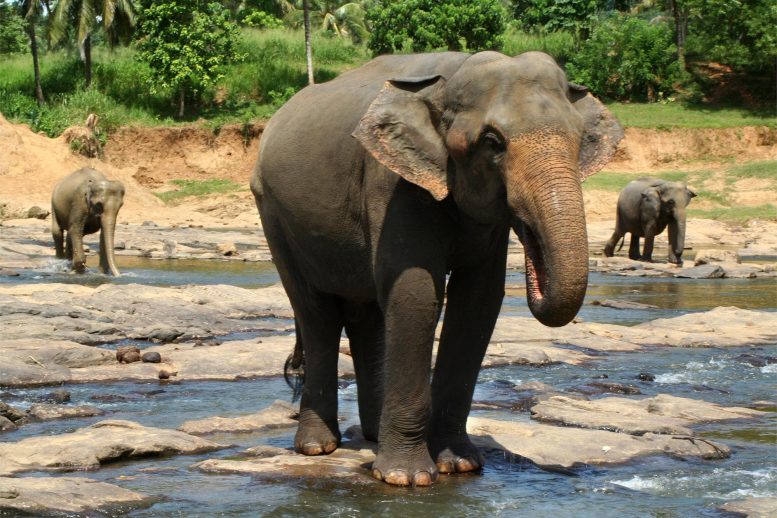 Asian Elephants Cross Stream