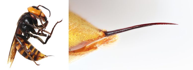 Asian Giant Hornet Stinger