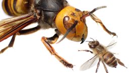 Asian Giant Hornet and Bee