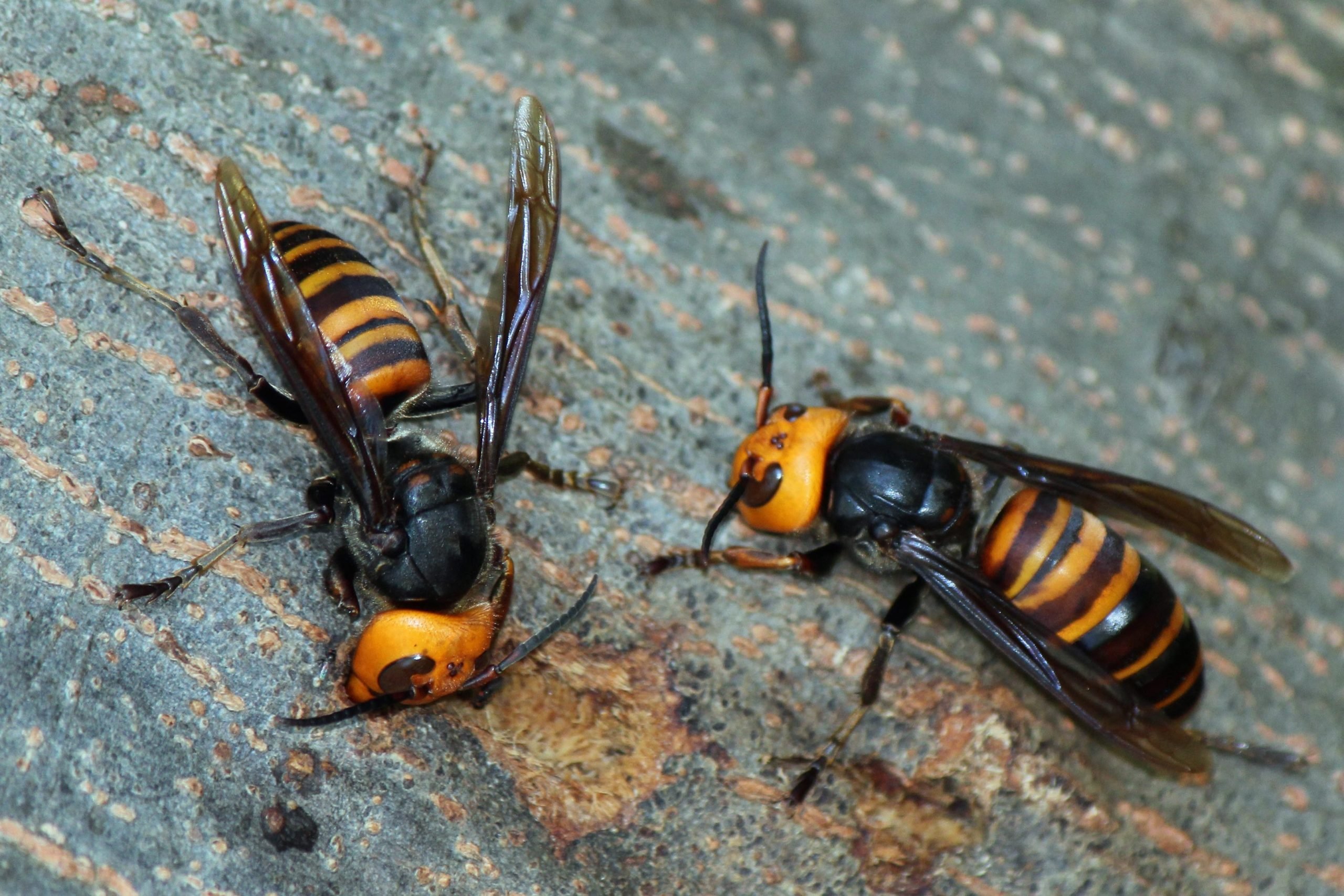 5 Questions Answered What Are Murder Hornets And Are They
