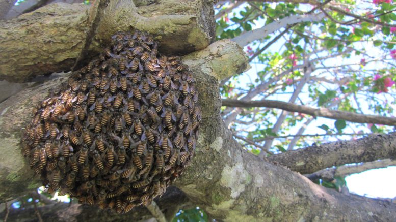 נחיל דבורי דבש אסיאתי בקיירנס, קווינסלנד