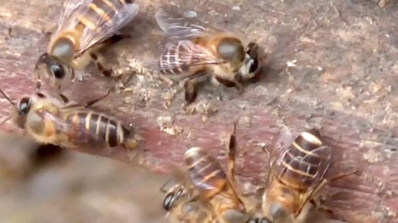 Honeybees Switch Roles Within The Hive