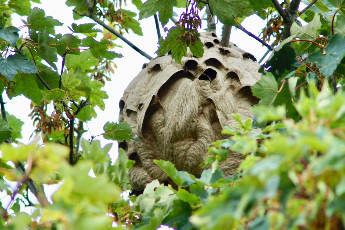 Inside The Asian Hornet Scientists Uncover A Shocking 1 400 Species Feast inside-the-asian-hornet-scientists-uncover-a-shocking-1-400-species-feast