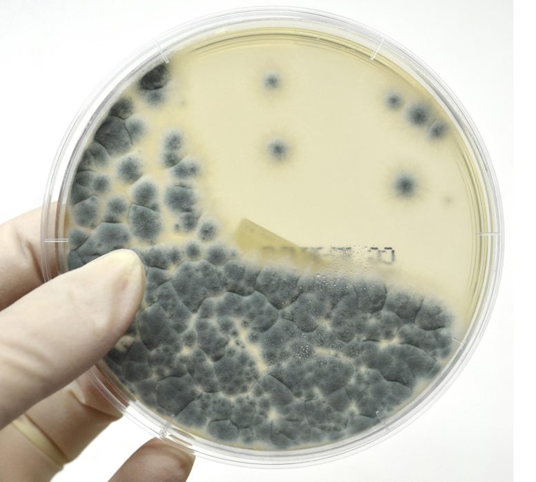 Aspergillus fumigatus Fungo Piastra di Petri