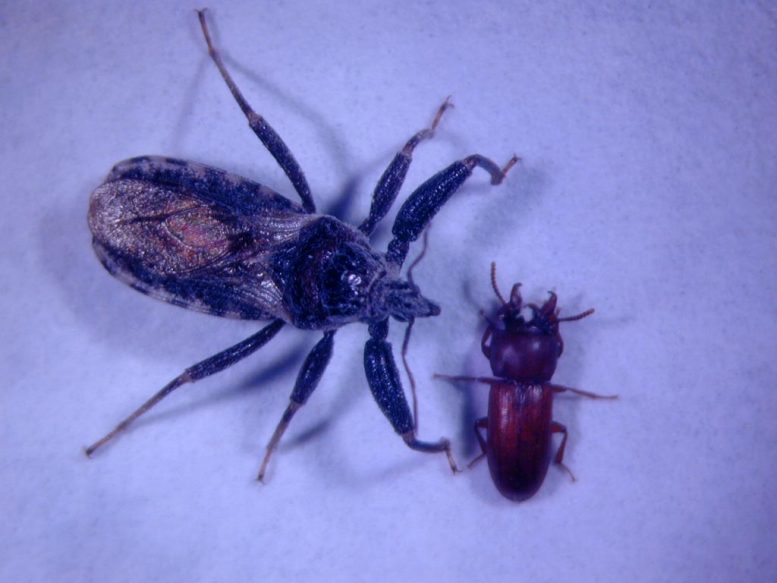 Assassin Bug and Broad-Horned Flour Beetle
