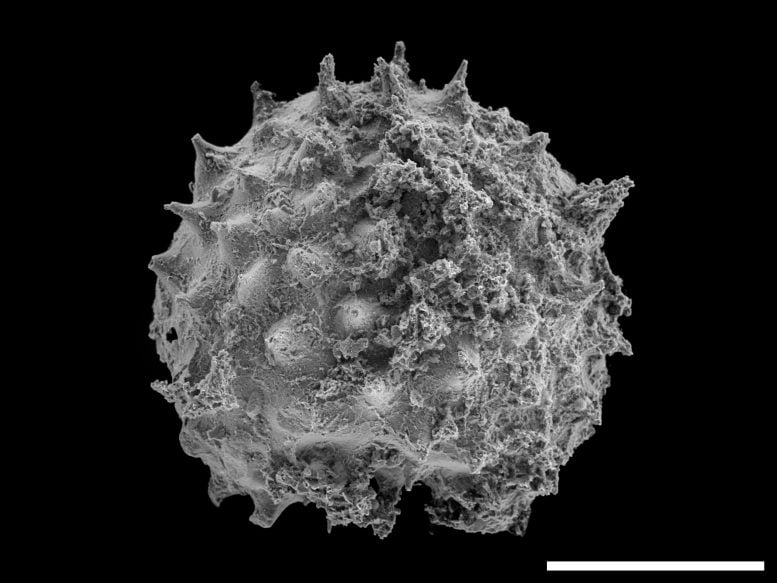 Asterocapsoides Wenganensis