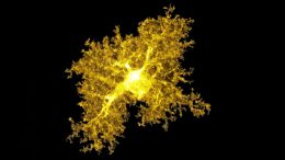 Astrocyte From the Striatum
