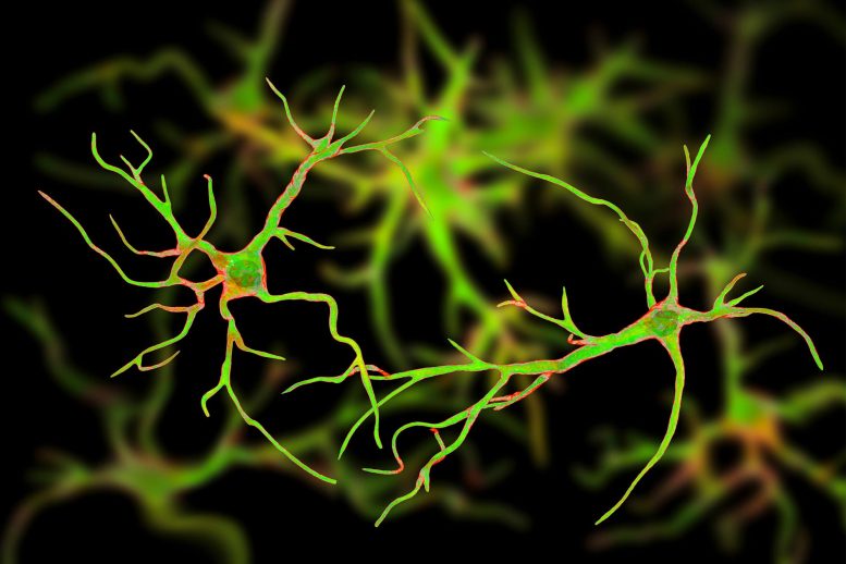 Astrocyte Nerve Cells Illustration