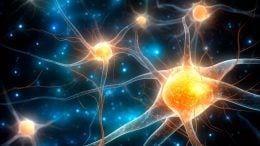 Astrocytes Brain Cells Art