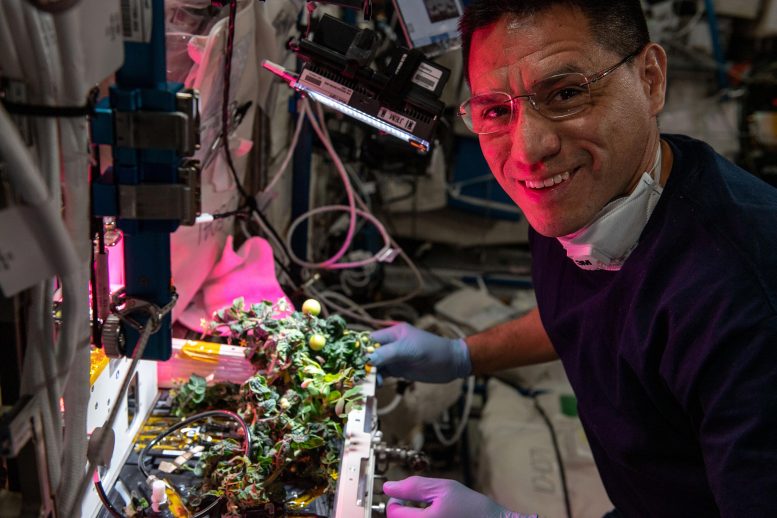 Astronautul Frank Rubio lucrează la un experiment de botanică spațială