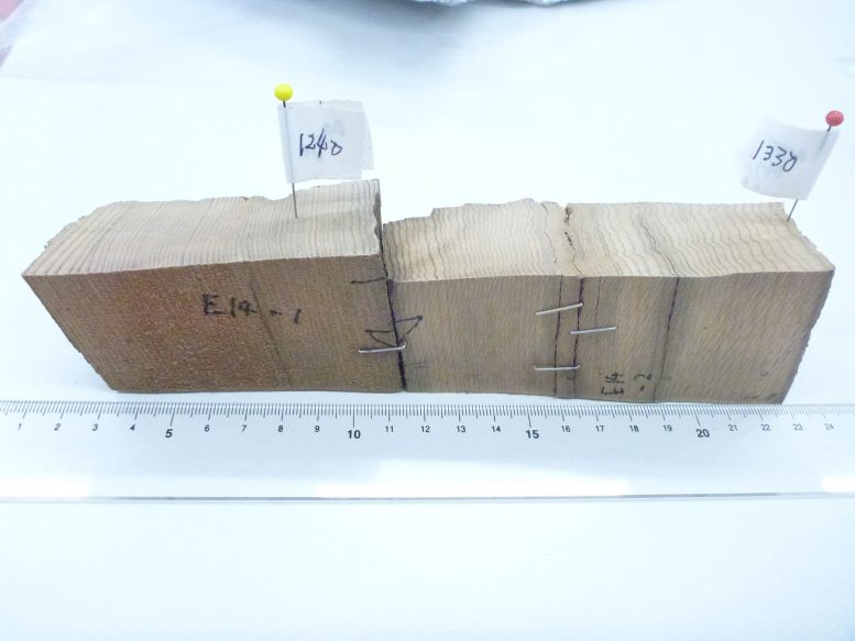 Asunaro Cypress Tree Samples