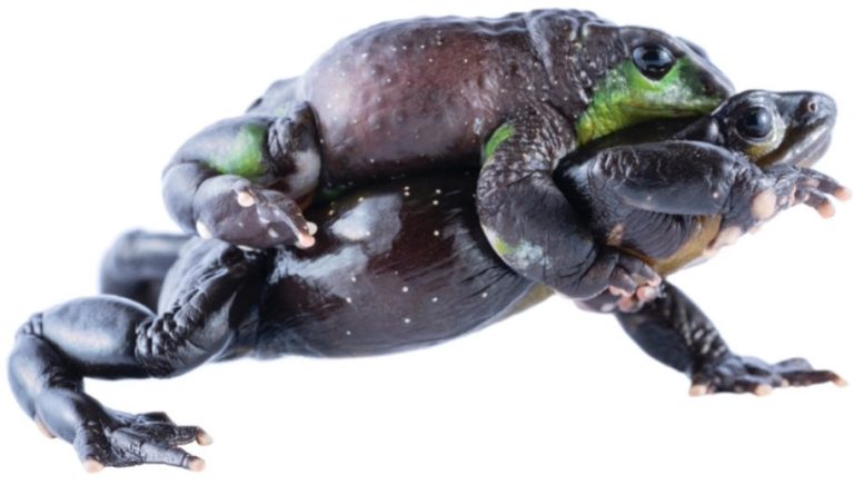 Atelopus nanay Frogs