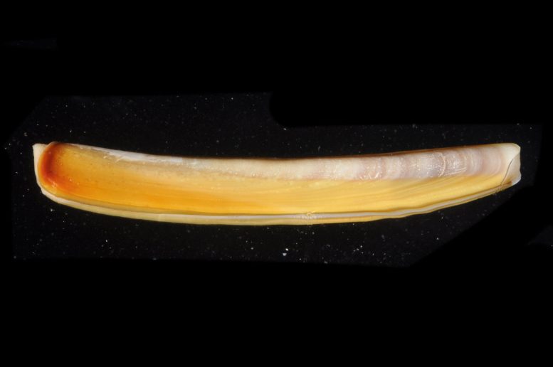 Atlantic Jackknife Clam Shell