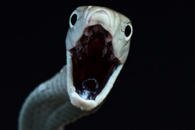 Attacking Black Mamba (Dendroaspis polylepis) Snake