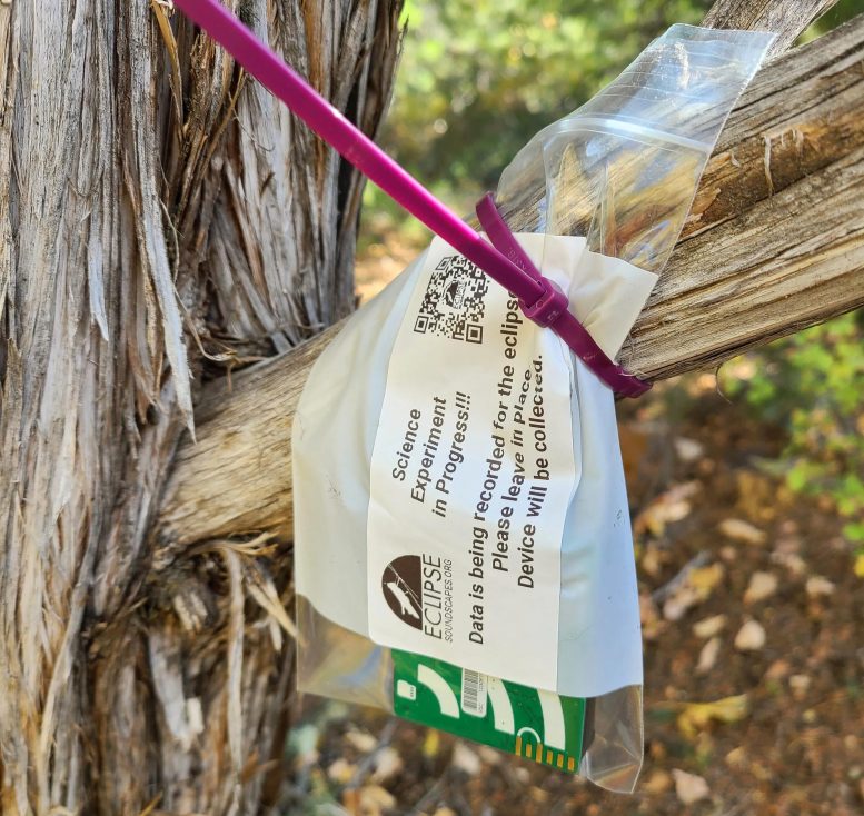 AudioMoth Device Hangs From Tree Branch