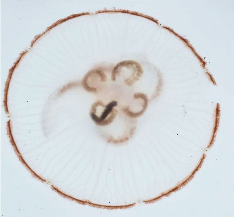 Jellyfish Caught Feasting on Exploding Sea Worms for the First Time