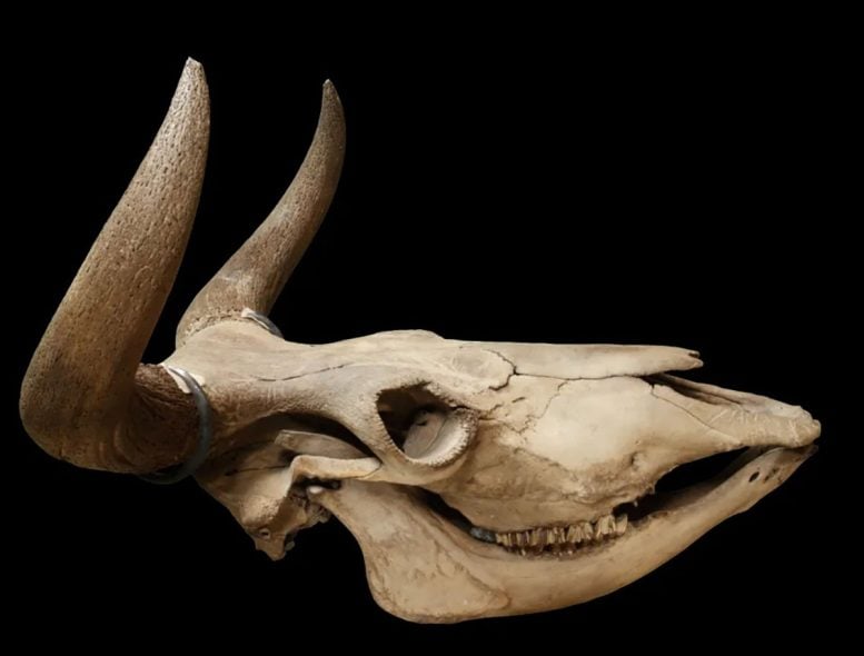 Aurochs Skull From Scania From the Biological Museum at Lund University