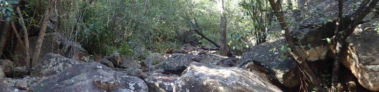 Australia Gorge Rainforest