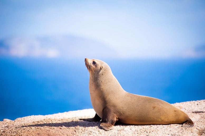 Fur Seals’ Hearts Suddenly Spike Hours After Returning to Land