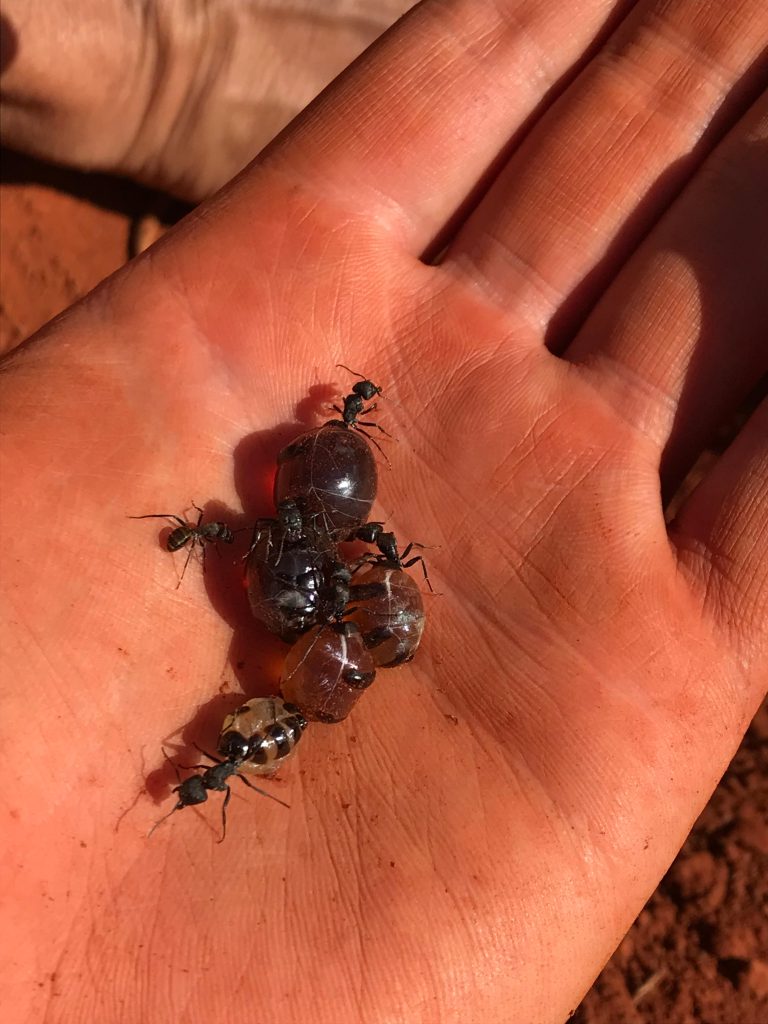 Australian Honeypot Ant in Hand