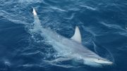 australian hybrid sharks blacktip oceans species evolution
