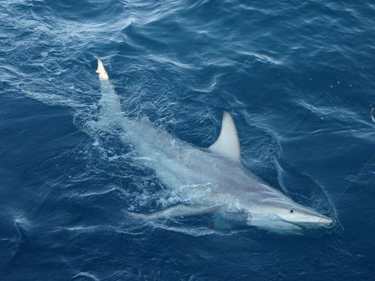 australian hybrid sharks blacktip oceans species evolution